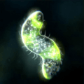 孢子进化论3(Bionix)
