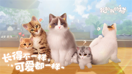 我和我的猫