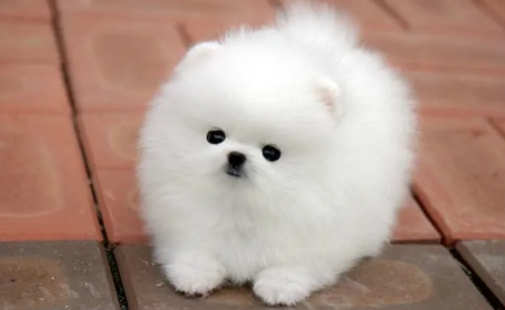 宠本本免费下载安装