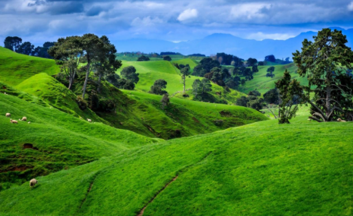 SD视频软件下载手机版