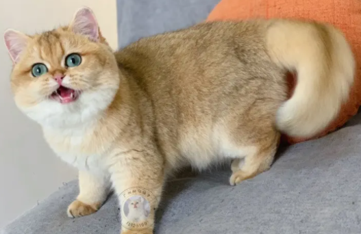 喵星百科app2022最新版