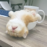 奶瓶视频app免费版