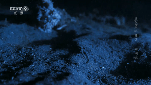 海燕TV2026最新版