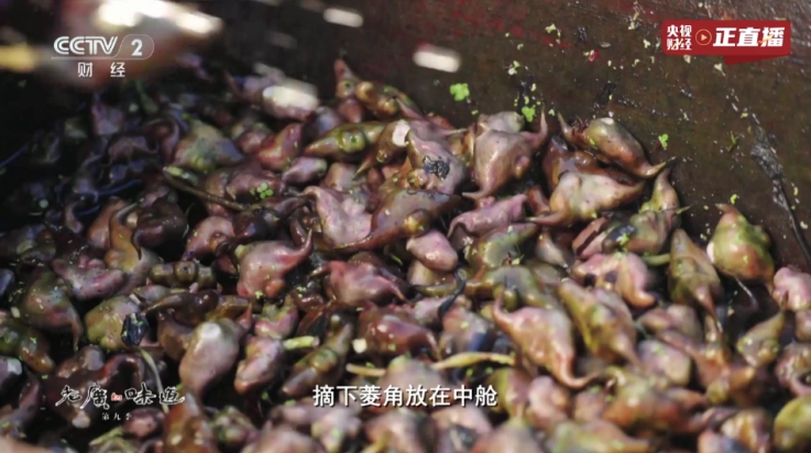 新东成影院TV电视版