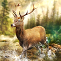 狩猎冲突内置修改器(Hunting Clash)
