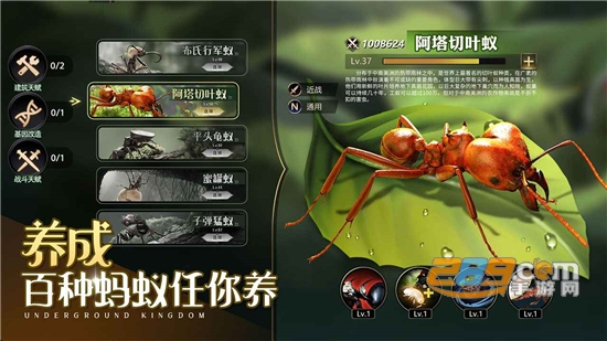 小小蚁国国际服（The Ants国际版）下载2026最新免费版v3.80.0安卓最新版