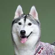 汪星人图谱(Dog Encyclopedia)
