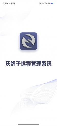 灰鸽子