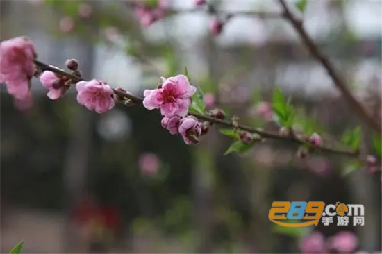 Spring wallpapers春季壁纸app手机免费版v3.4.2最新版
