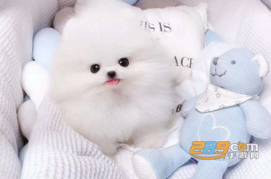 Barkibu宠物护理app
