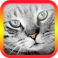 猫叫翻译模拟下载