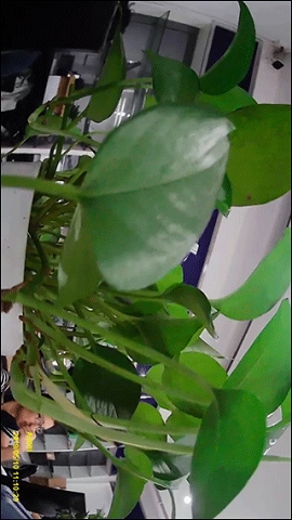 gactdVR手机版下载
