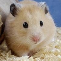 老鼠仓V8最新版