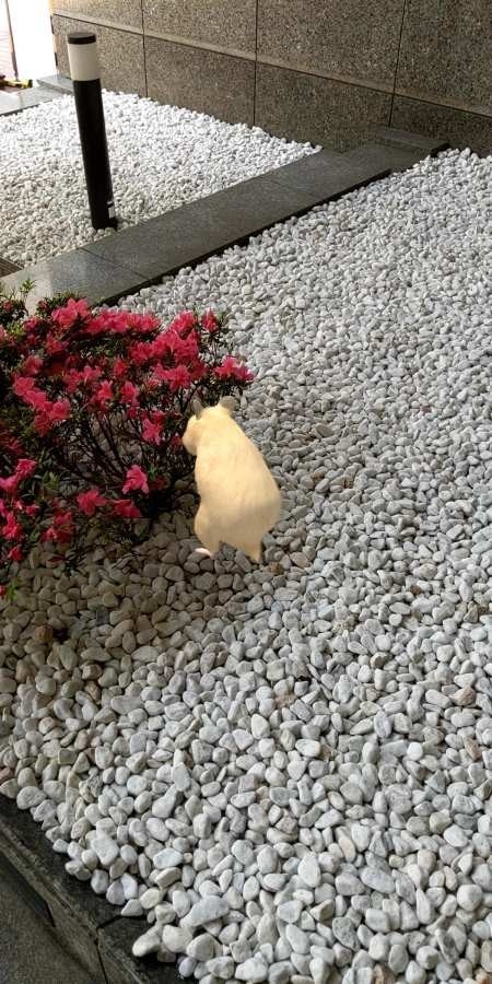 我的仓鼠官方手机官方正版